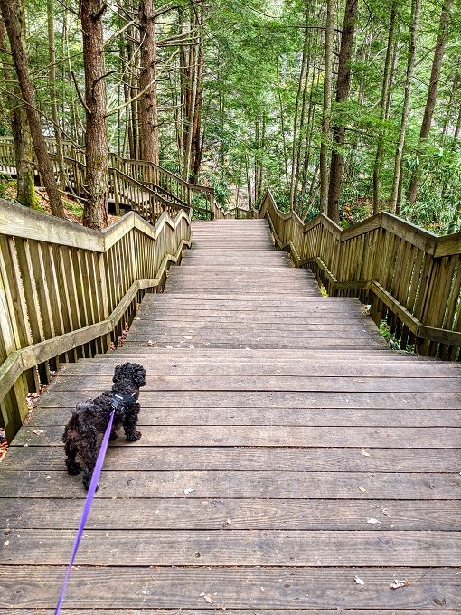 Truffles leading the way down the steps to Blackwater Falls