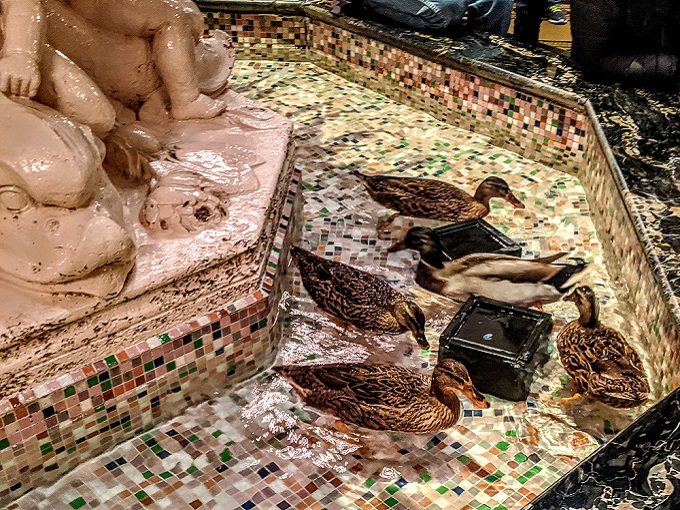 Peabody ducks at the Peabody Hotel in Memphis, Tennessee