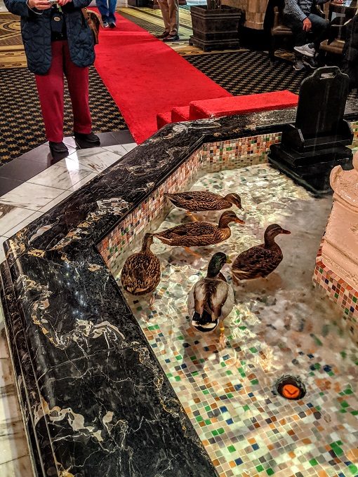 Peabody ducks in the fountain at the Peabody Hotel in Memphis, Tennessee