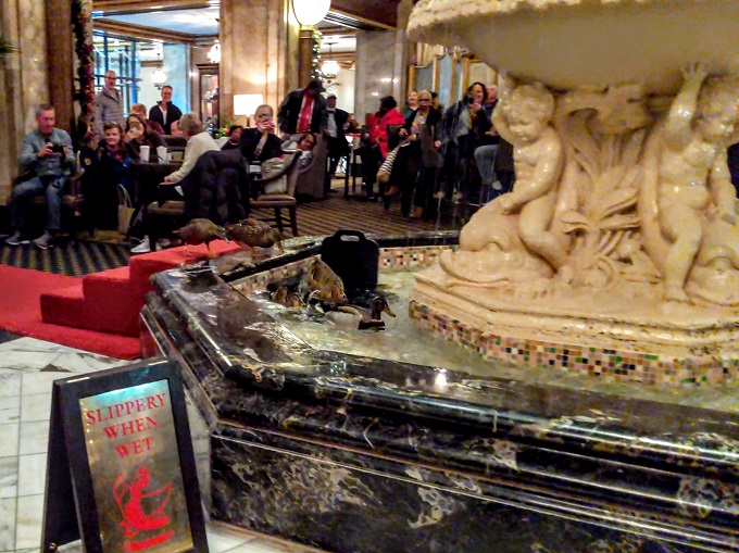 The Peabody Ducks jumping in the fountain