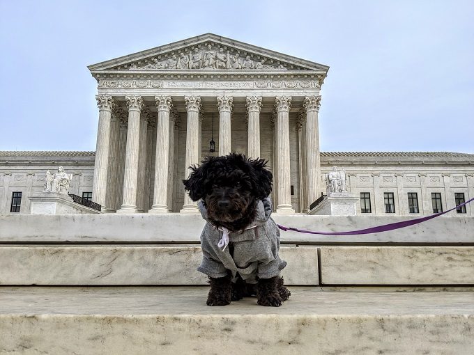Truffles in her robes outside the Supreme Court