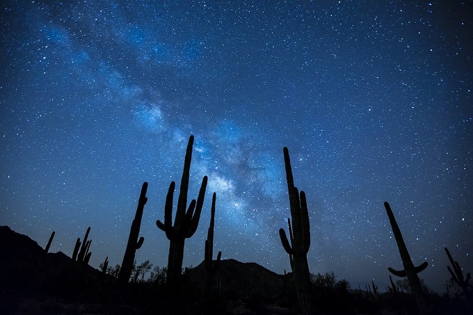 Cactus Arizona