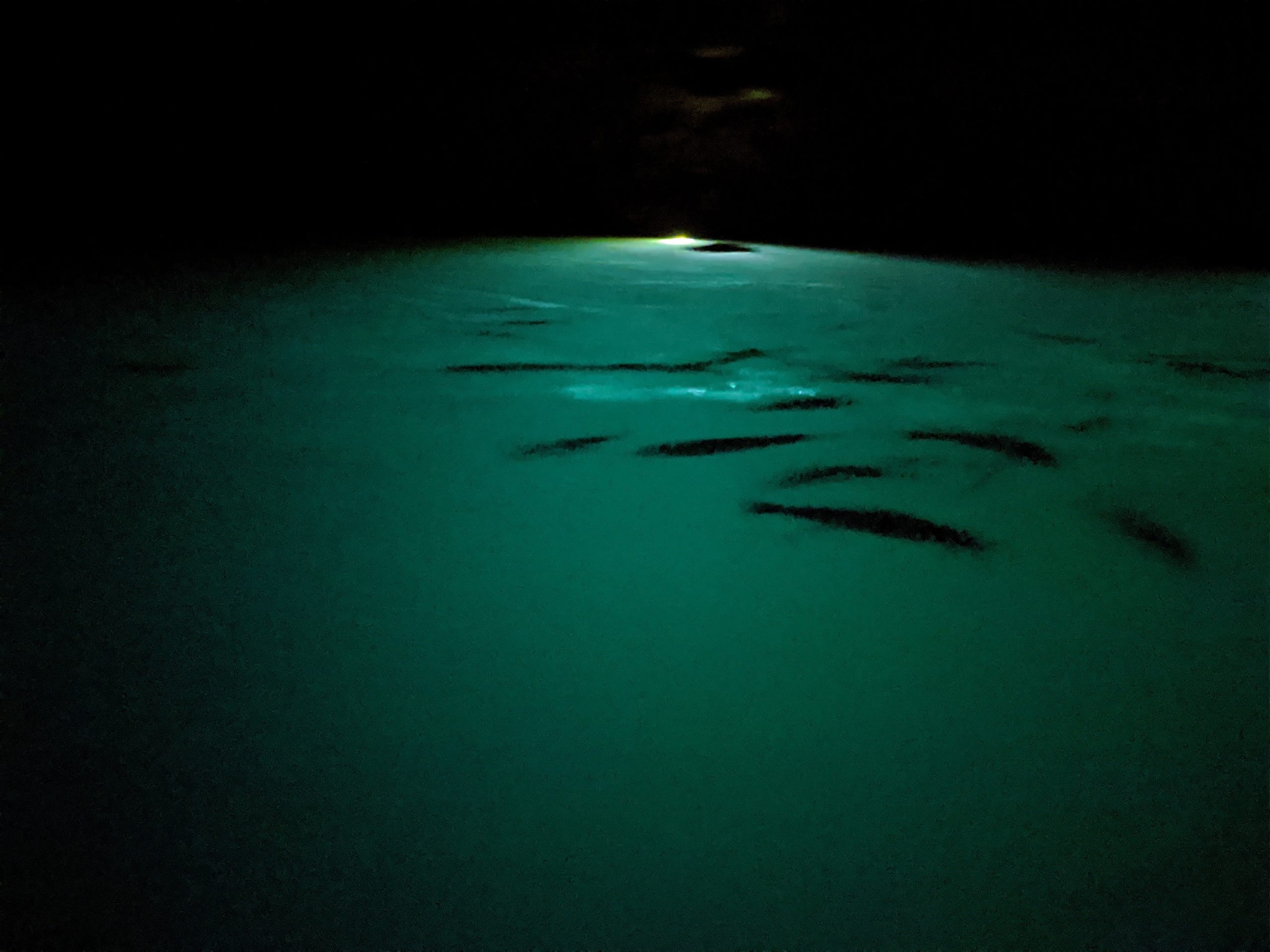 THE LOST SEA ADVENTURE SWEETWATER visual data 8