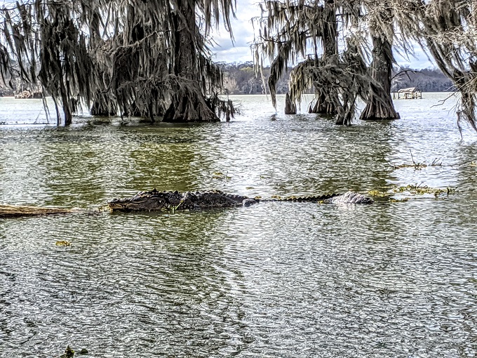 Adult alligator in Lake Martin, Louisiana