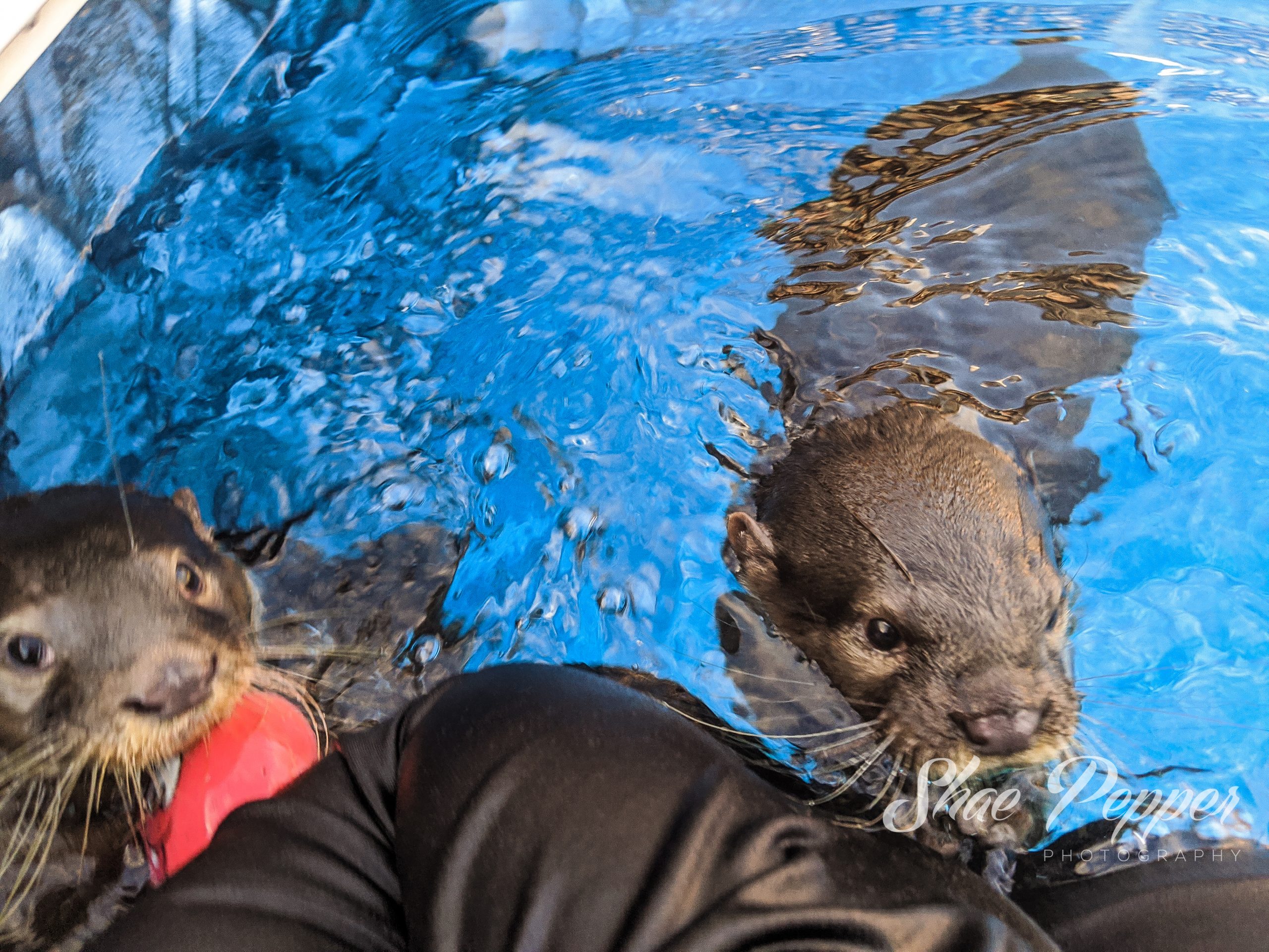 Animal Experience Otter Swim Barn Hill Preserve Louisiana -13 - No Home  Just Roam