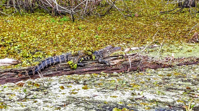 Baby alligator in Lake Martin, Louisiana