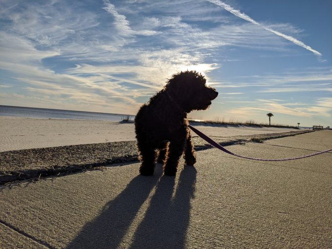 Truffles enjoying the beach from the boardwalk (dogs aren't allowed on Biloxi beach)