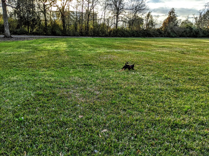 Large grassy area near Beaullieu Park Dog Park