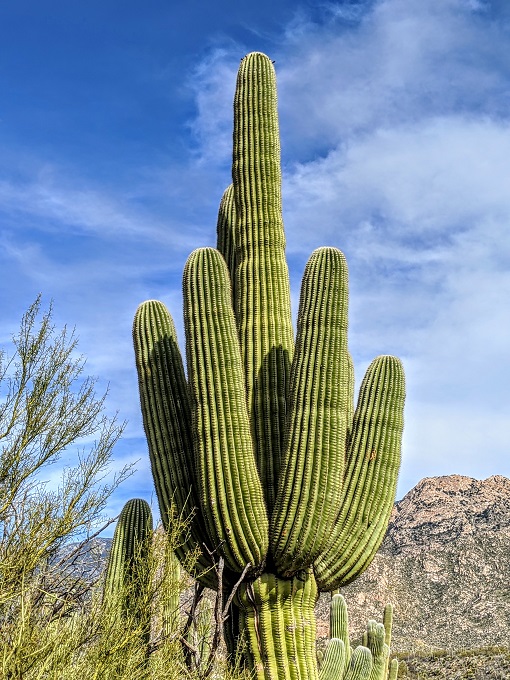 Catalina State Park - Another saguaro cactus