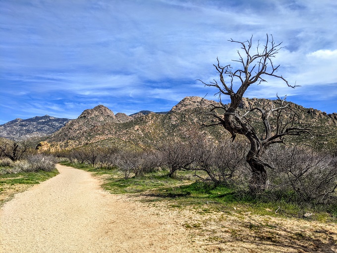 Catalina State Park - Canyon Loop Trail