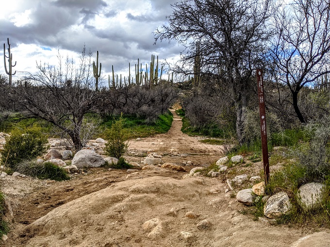Catalina State Park - Continue along the trail