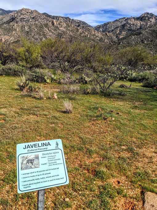 Catalina State Park - Information about javelina