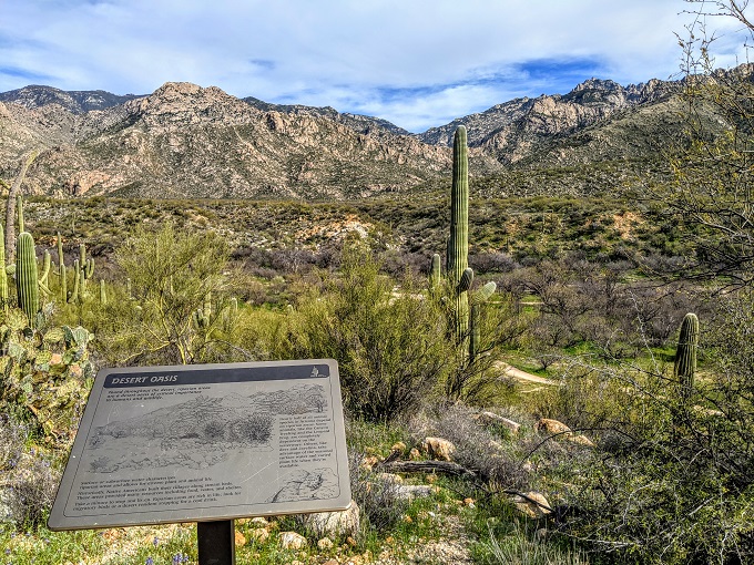 Catalina State Park - Information about the desert oasis
