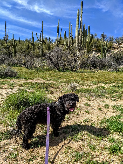 Catalina State Park - One happy pup