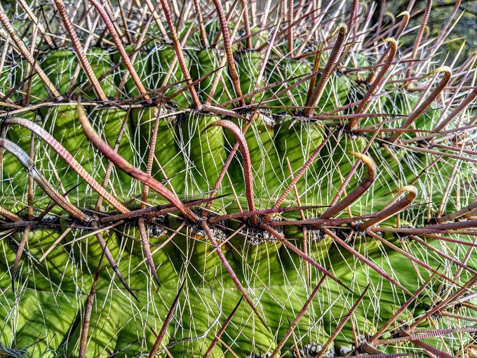 Catalina State Park - Other types of cactus 2