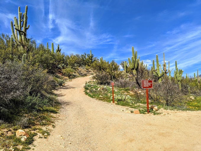 Catalina State Park - Path leading up to the Nature Trail
