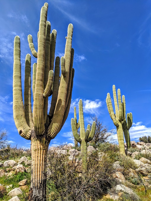 Catalina State Park - Saguaro cacti