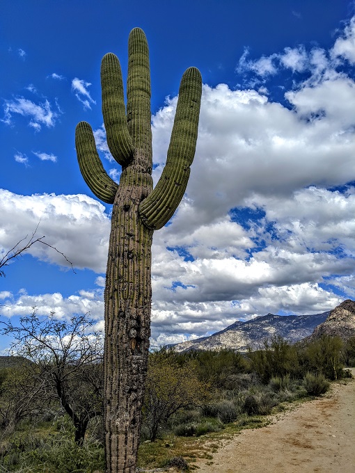Catalina State Park - Saguaro cactus