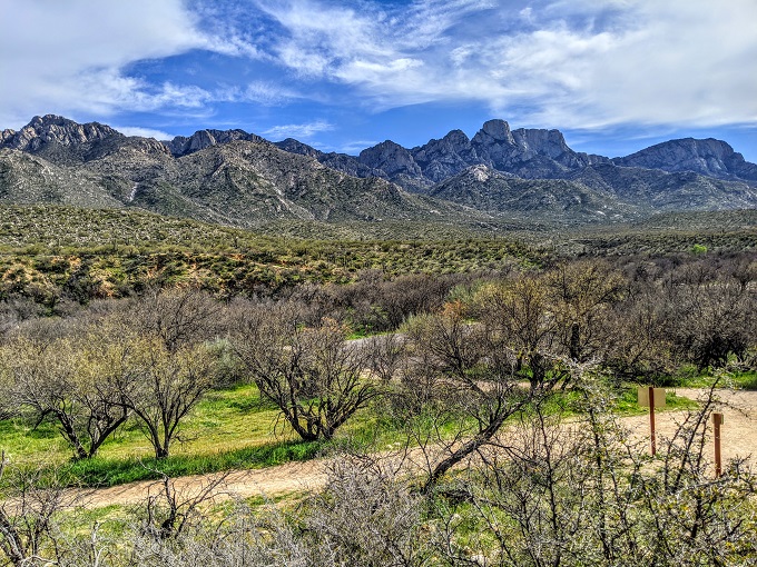 Catalina State Park - View of the Santa Catalina Mountains from the Nature Trail