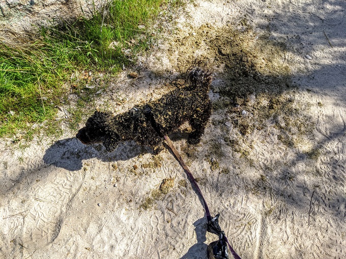Catalina State Park - Water + horse poop = 1 mucky pup