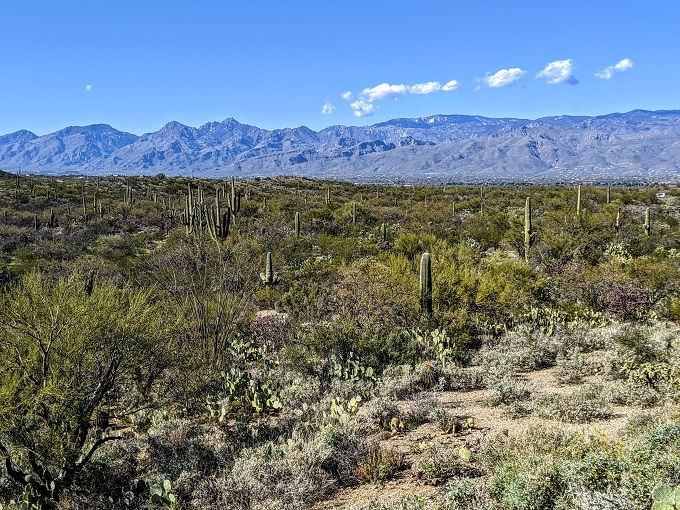 Saguaro National Park East in Tucson, AZ