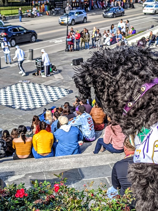 Truffles checking out street performers