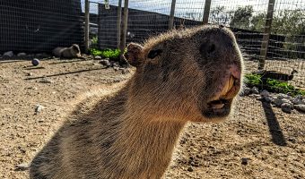 Tucson Petting Zoo & Funny Foot Farm - Capybara