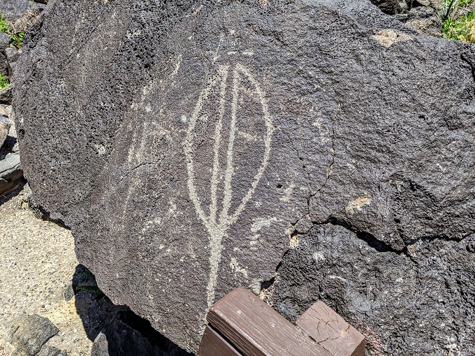 Petroglyph National Monument Macaw Trail - Petroglyph of a Yucca pod