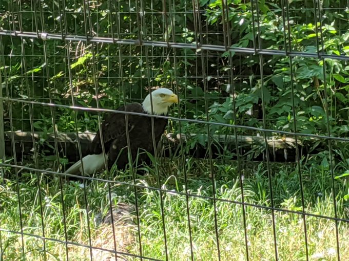 Bald Eagle at Sedgwick County Zoo in Wichita, KS