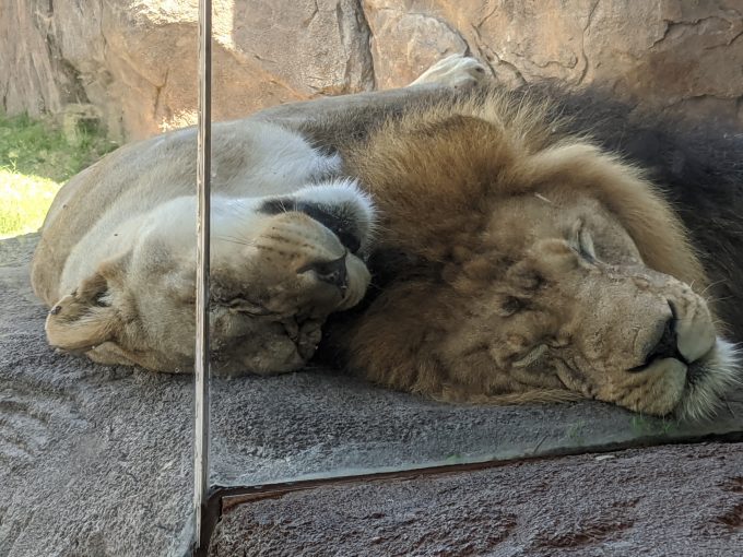 African Lions at Sedgwick County Zoo in Wichita, KS