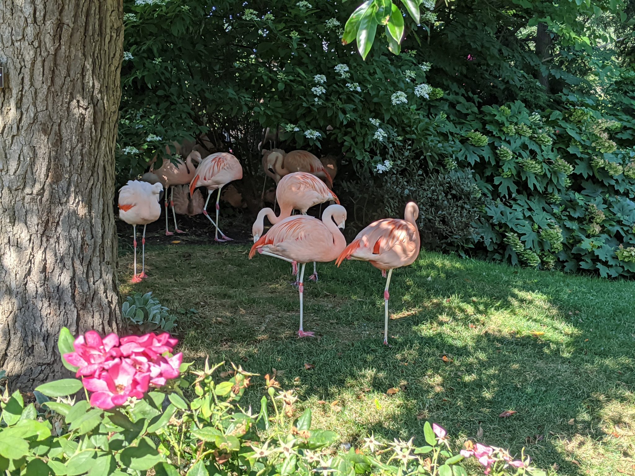 Visiting The Cleveland Metroparks Zoo In Cleveland, OH - No Home Just Roam