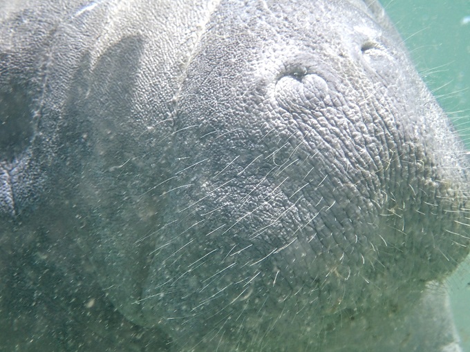 Close up of manatee nose underwater