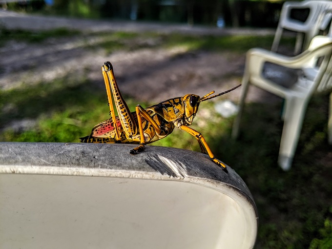 Giant grasshopper at the dog park