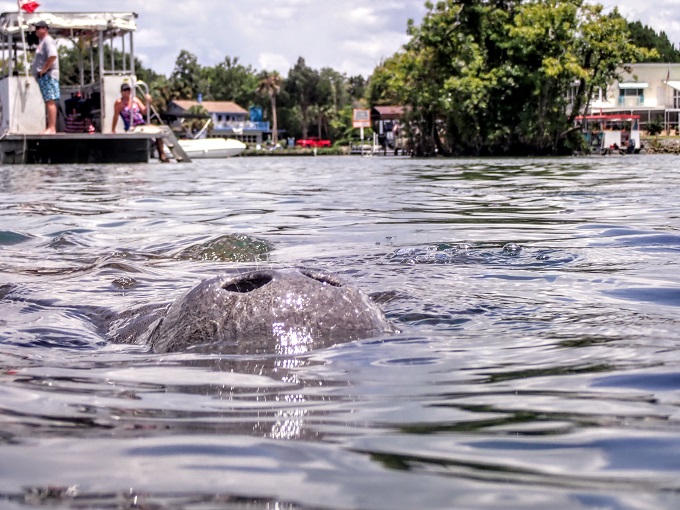 Manatee nose above water breathing