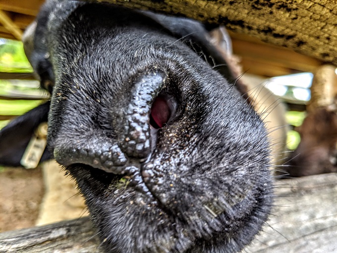 George Washington's Mount Vernon - Sheep nose