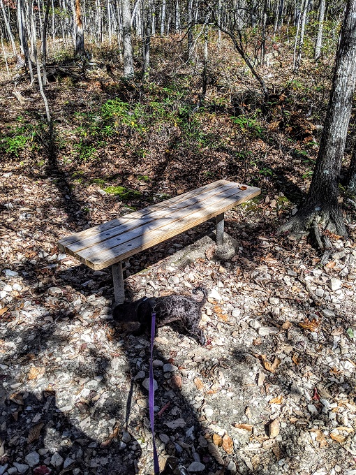 Bench on the Mill Mountain Star Trail