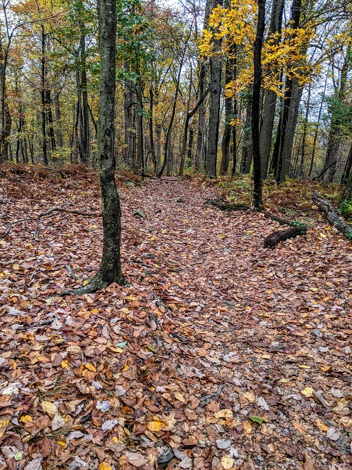 Northern Peaks Trail, Sugarloaf Mountain, MD - Leaf-blanketed trail