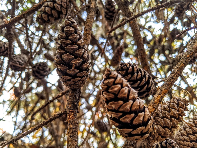 Northern Peaks Trail, Sugarloaf Mountain, MD - Pine cones