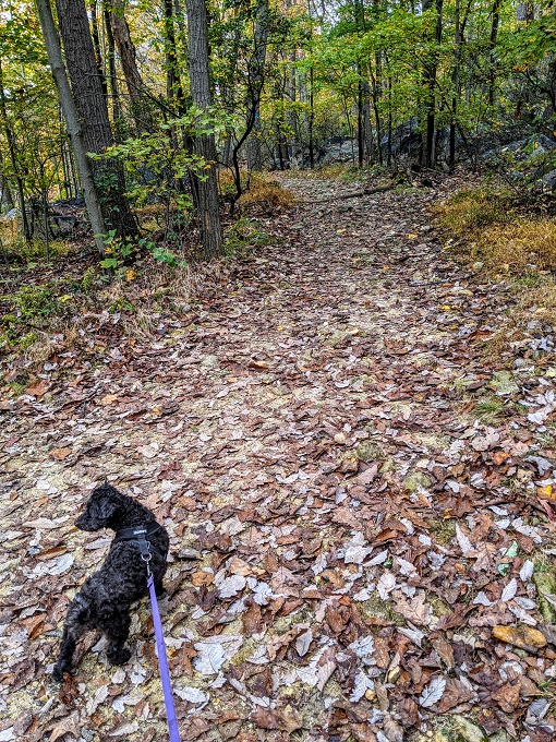 Truffles was ready to go (and sniff)