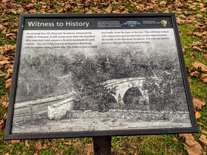 Antietam National Battlefield - Old photograph of Burnside Sycamore