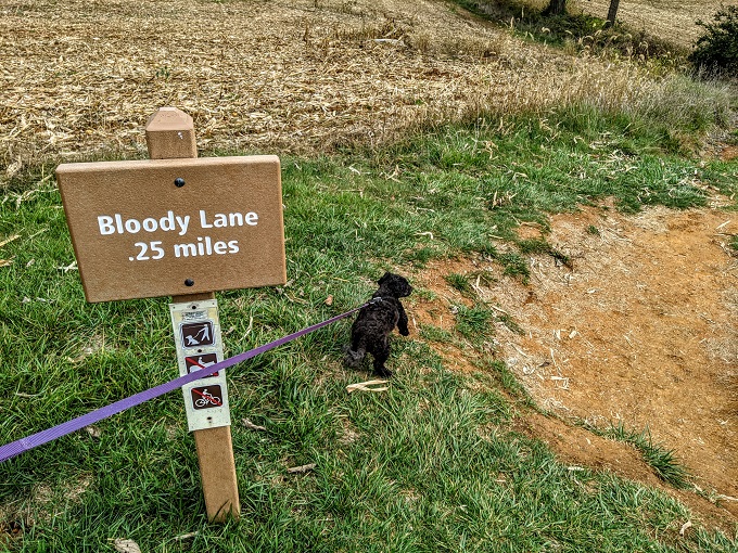 Antietam National Battlefield - Truffles ready to head down Bloody Lane
