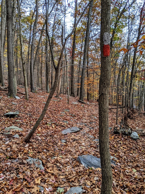 Chimney Rock & Wolf Rock Trails - Follow the red and white trail blazes