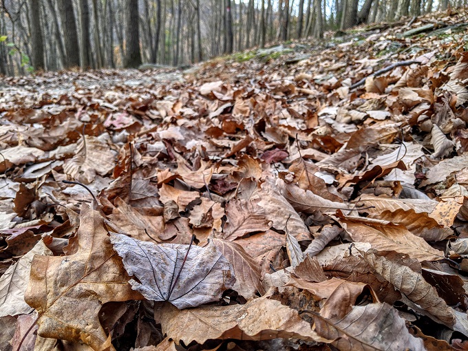 Chimney Rock & Wolf Rock Trails - So many leaves