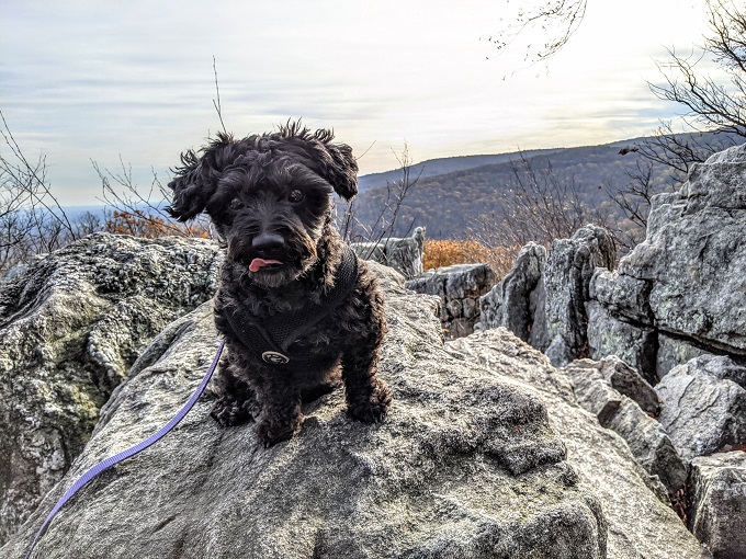 Chimney Rock & Wolf Rock Trails - This is what Truffles thought of the prospect of clambering over the rocks