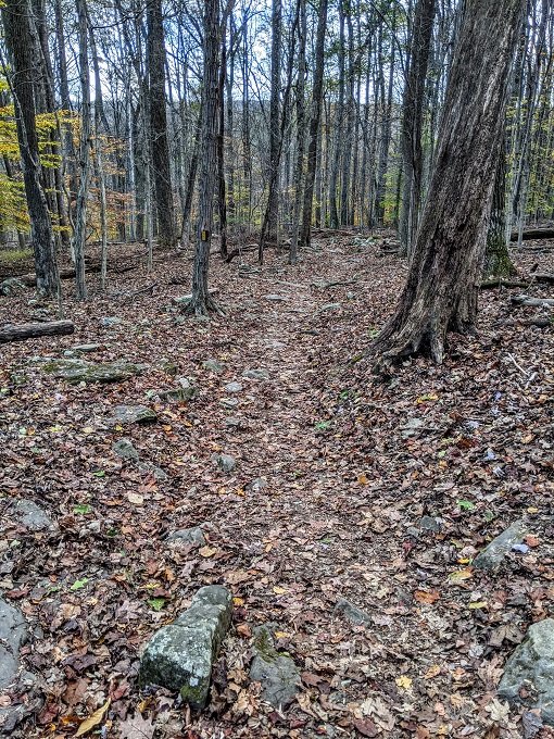 Cunningham Falls State Park - Leaf-lined trail