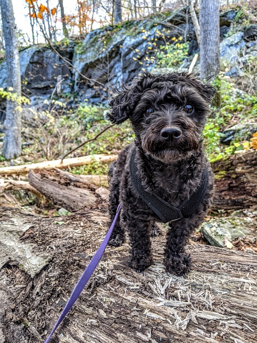 Cunningham Falls State Park - More Truffles posing