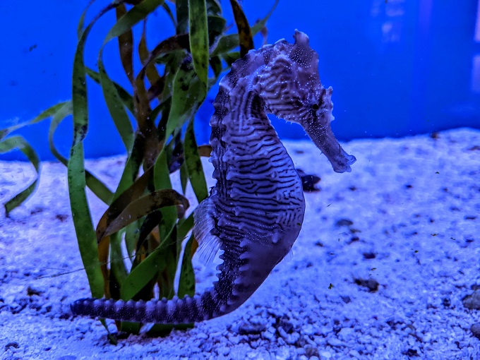 Ocean City Life-Saving Station Museum - Lined seahorse