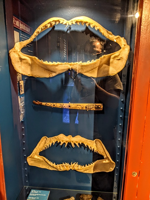 Ocean City Life-Saving Station Museum - Tiger shark and mako shark jaws