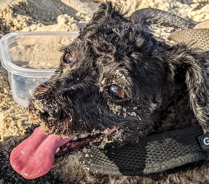 One satisfied (and sandy) pup