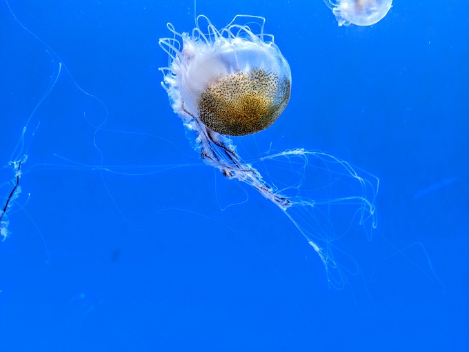 Atlantic bay nettle jellyfish